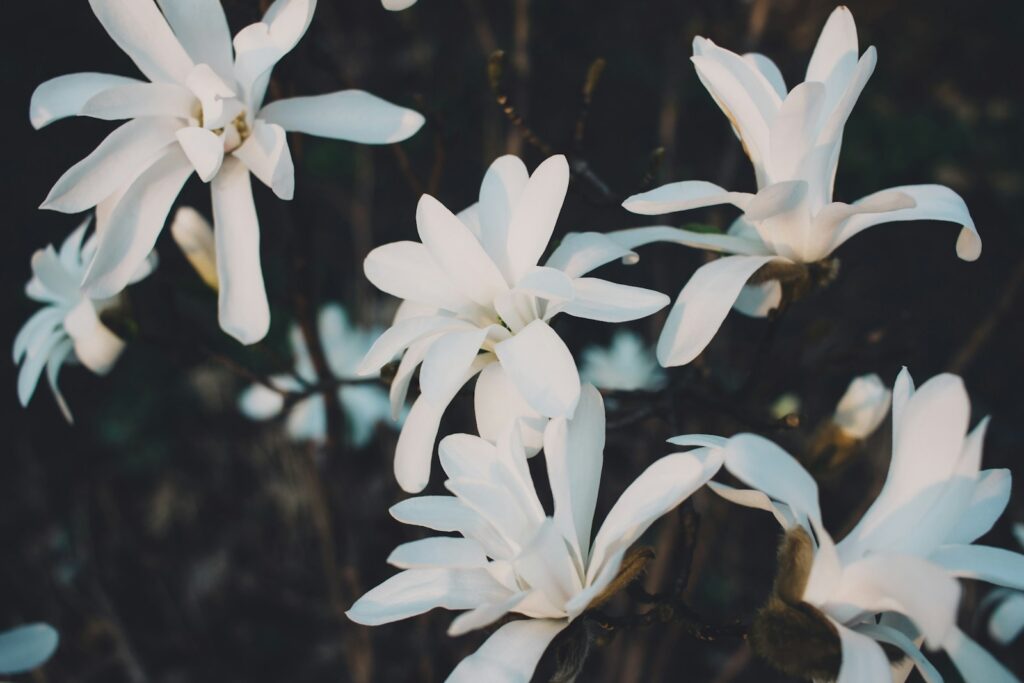 white petaled flowers in bloom